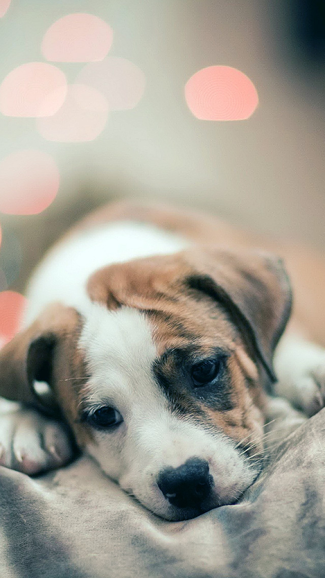 Puppies Wallpapers For Mobile Free Download